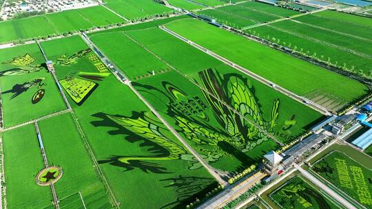 宁夏水稻种植稻鱼空间