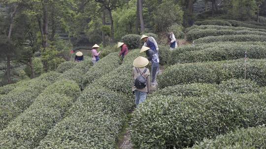 茶茶叶红茶艺采茶泡茶红茶山春茶道茶园农业