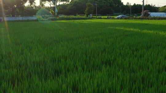 在阳光下充满希望绿色的稻田