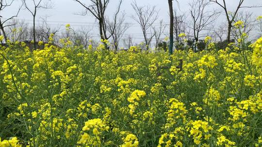 油菜花田