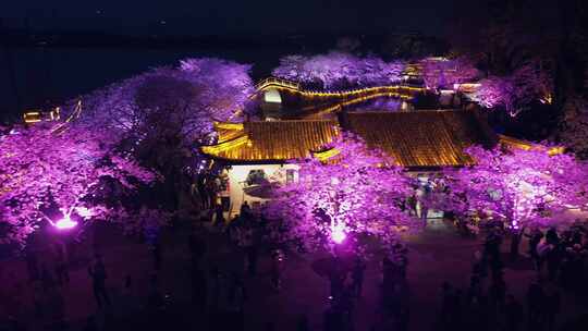 鼋头渚樱花鼋头渚夜景鼋头渚灯光