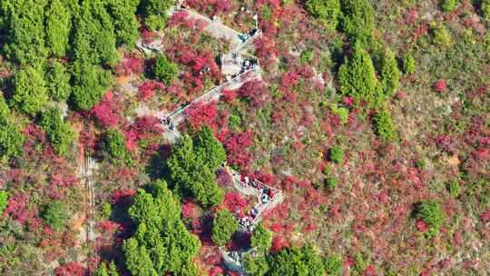 长江三峡巫峡红叶