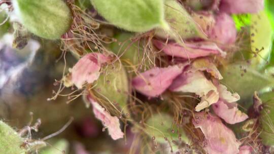 植物桃树树叶结果花昆虫叶子