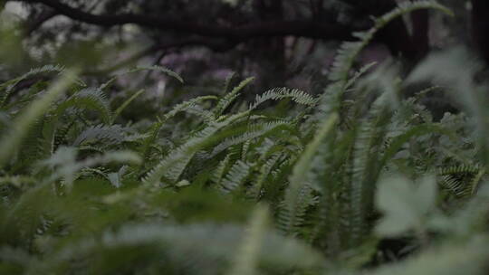 蕨类植物