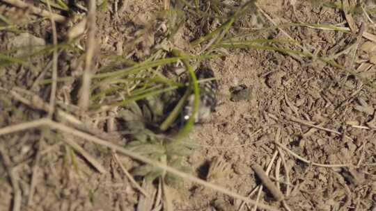 4K自然西藏草原食蝇类幼虫的隐翅虫