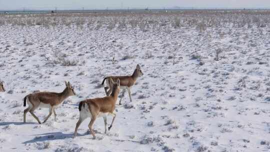 航拍新疆阿勒泰冬季积雪草原上鹅喉羚奔跑视频素材模板下载