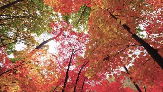 辽宁本溪秋天枫叶空镜头