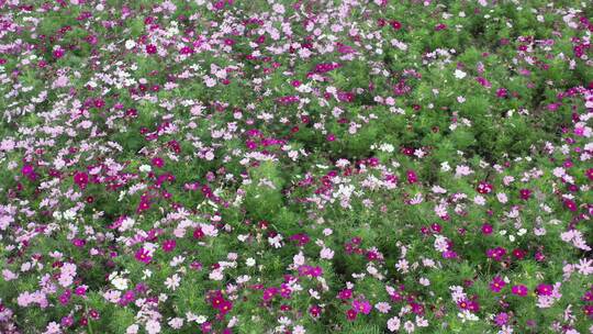 阜宁金沙湖花海风光