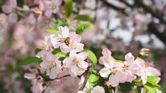 春天苹果花蜜蜂飞舞视频素材模板下载