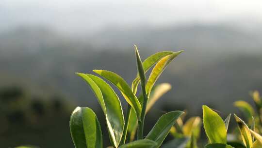 茶叶 采茶 红茶 绿茶 春茶 茶 有机茶