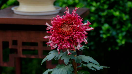 菊花展览特写