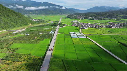 绿色稻田和笔直的公路