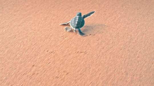 小海龟在沙滩上爬行并进入海洋