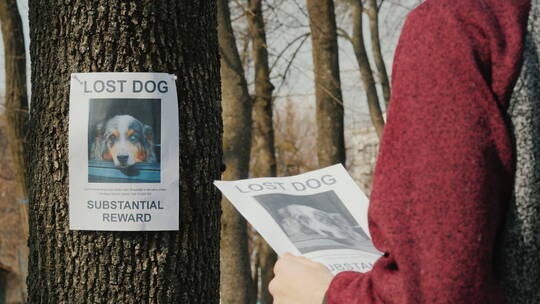 青少年为失踪的狗发布广告