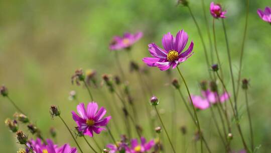 高清4k紫红花瓣蜜蜂采蜜风农业植物田园秋天