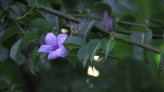 大花隐翅菊特写