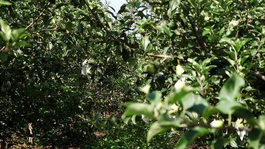 苹果 青苹果 大田苹果 各种景别 成组镜头