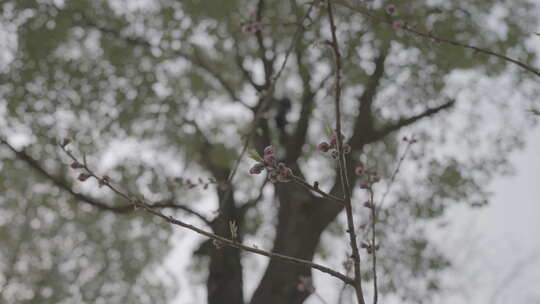 仰拍桃花