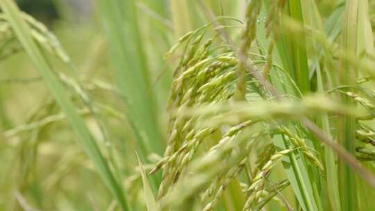 风中移动麦穗的水稻植物