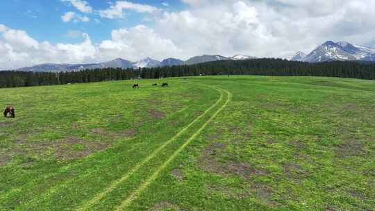 中国新疆伊犁特克斯琼库什台高山草原风光