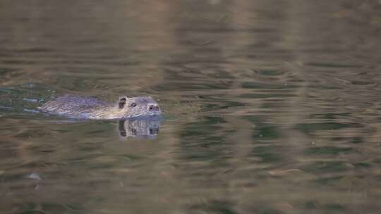 野生河豚（Myocastor coypus）在河水中游泳