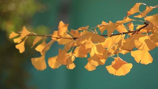 秋天的银杏叶集锦