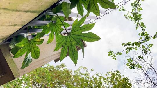 院子里伸出来的绿色植物空镜仰望天空角落