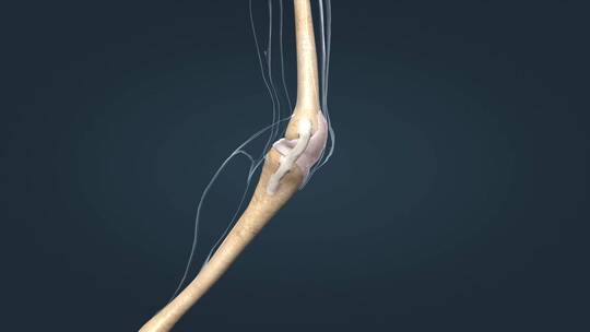 医学人体骨骼系统膝关节囊韧带三维动画