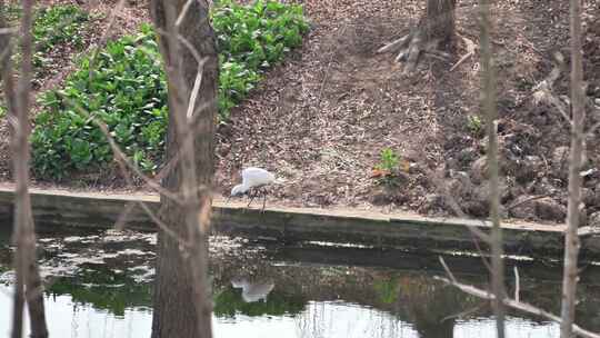白鹭池塘边觅食水质检测鸟