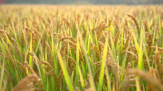 秋天成熟水稻