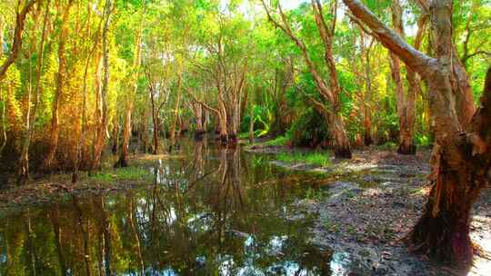 湿地中美丽的沼泽森林