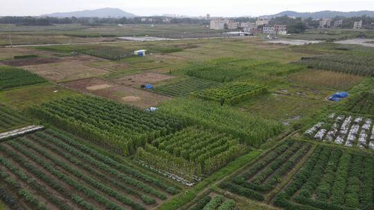 农村种植园航拍