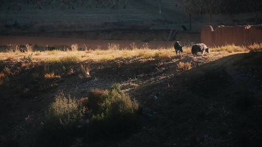 高原牧场视频金秋季节夕阳光影牦牛藏区生活