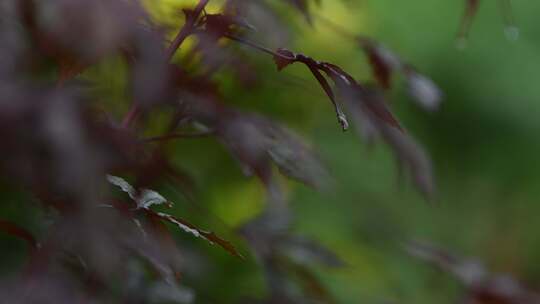 秋天枫叶在雨中轻轻摇动