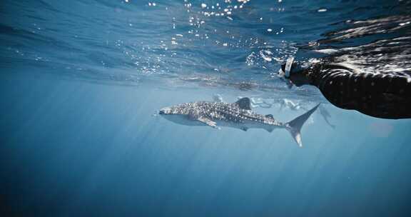水下拍摄鲸鲨