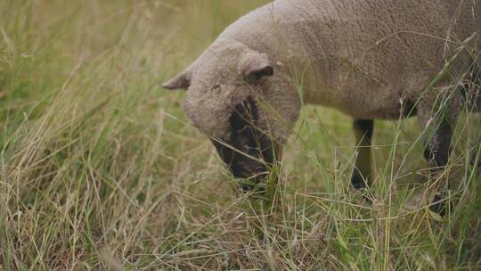 草地上吃草的羊