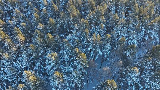 森林俯拍樟子松林雪景