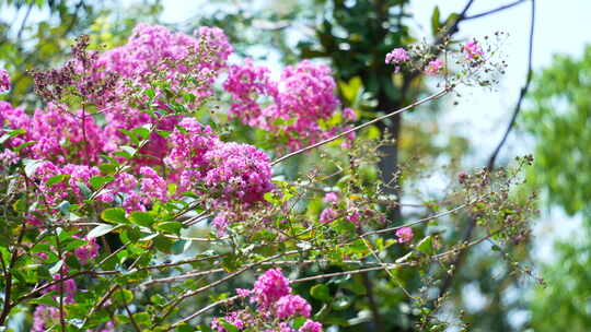 洪山菜薹公园风景