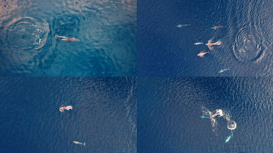 航拍海豚游泳平静的海面
