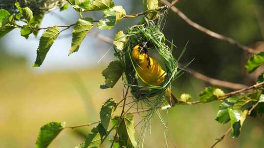 黄色小鸟树上筑巢