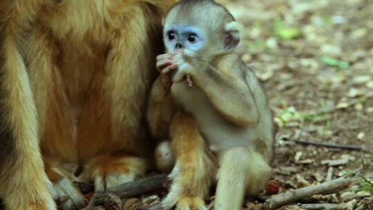 金丝猴妈妈和幼崽视频素材模板下载