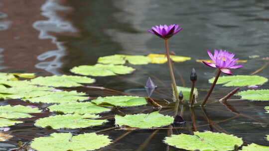 水面上的莲花实拍