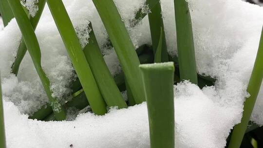 冬天植物上的白雪视频合集
