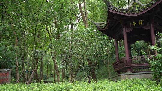 杭州三台山景区法相唐樟