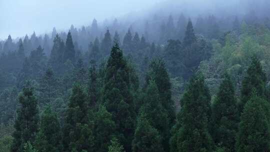 云雾森林4K生态自然空境原创杉树航拍唯美
