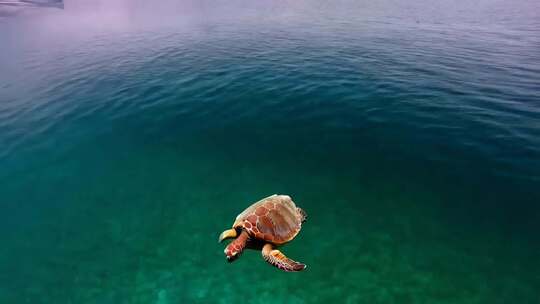 海面上的海龟