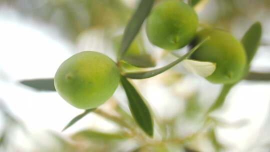 橄榄，树枝，橄榄，树