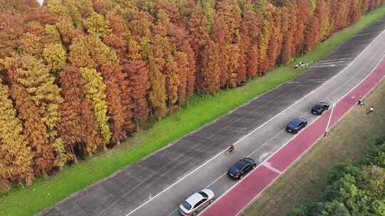 中国广东省佛山市顺德伦教水杉