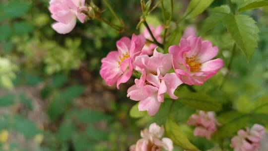 粉色蔷薇花花朵