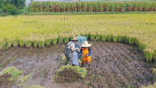 航拍西部秋收时用传统方式收割稻谷